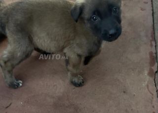 Malinois 2 mois