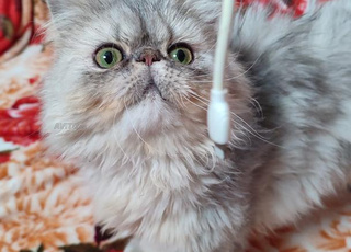 femelle chinchilla 8 mois