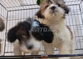 كلب بيشون مالطي