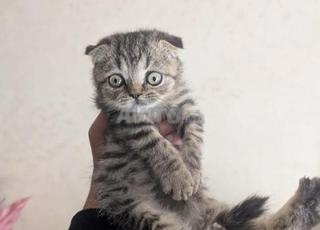 قطة صغيرة Scottish Fold
