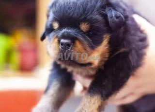 جرو روتويلر