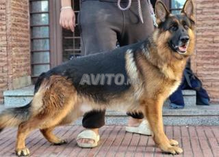 Berger Allemand male