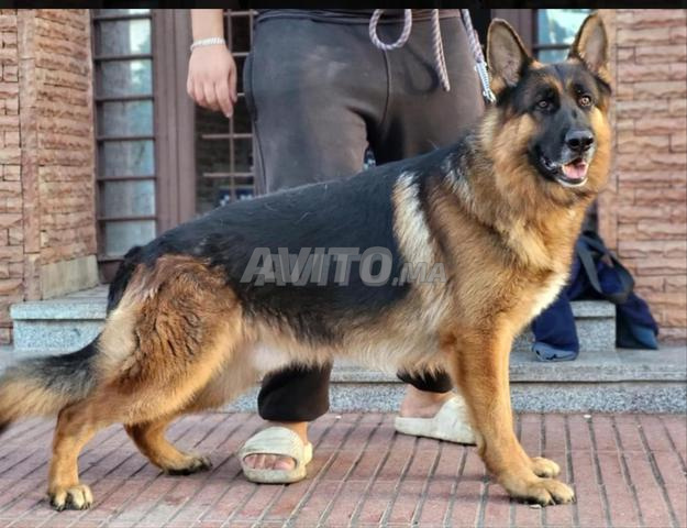 Berger Allemand male