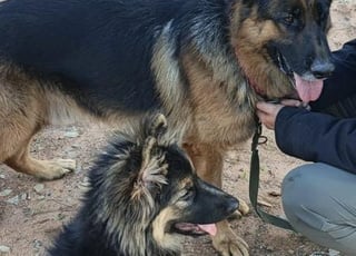 Berger Allemand femelle 4 mois