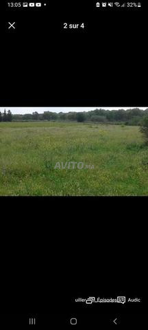 أرض فلاحية بمنطقة شبه حضارية ببنسليمان