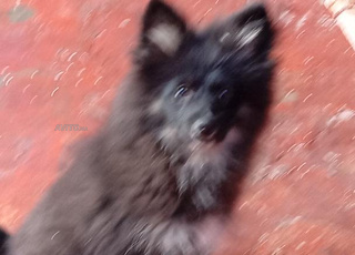 Mâle spitz nain black time