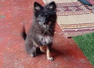 Spitz nain black time mâle