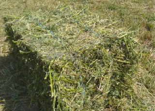 Mille balles de luzerne à vendre