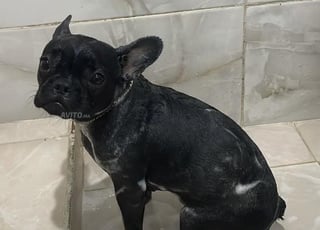 Chiot Bull dog Français à vendre