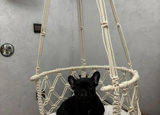 Chiot Bull dog Français à vendre