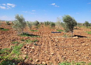 Ferme à vendre 6 hectares avec puits de 1 mètre de large et cour