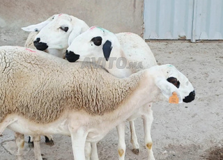 حولية صردية مليحة ضارة