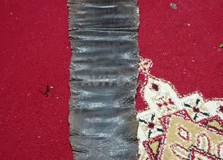 ديكور لجلد تمساح 🐊 حقيقي