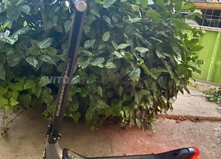 TROTTINETTE ARGENTO KPF