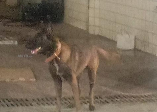 Mâle Malinois Charbonné à vendre pour la garde