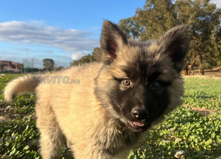 Chien Berger Chow Chow