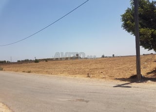 Terrain 2,3 hectares à Mediouna Lahraouyine