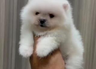 Disponible toutes les races, grandes races et petites races