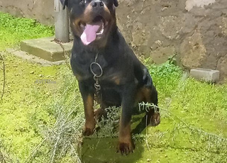 Super mâle Rottweiler race pure