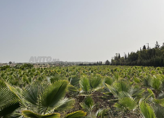 Palmiers Washingtonia