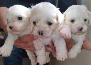 Des bichon maltais miniature pure race