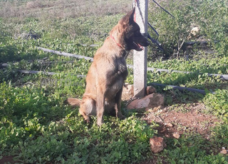 Femelle Malinois 6 mois