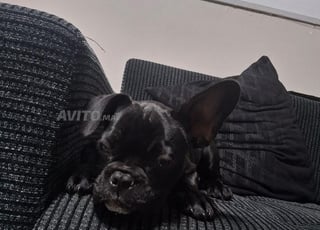 Bulldog 4 mois
