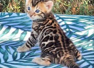 قطط بنغال أصيلة