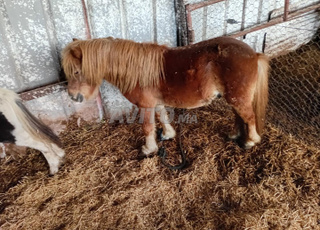 Environs de Ben Slimane