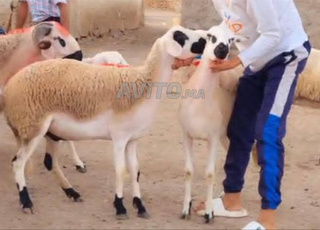 حولية صردية مليحة ضارة