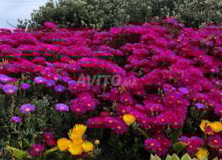 Appartement en colocation à Casablanca