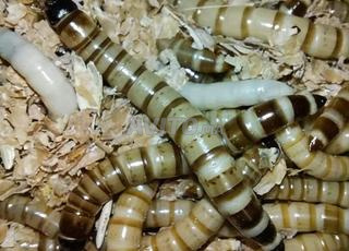 دود الموريوس ودود الوجبة