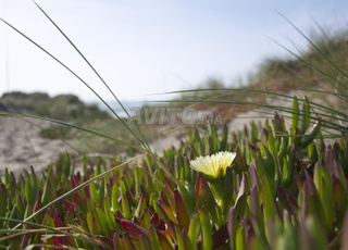 شقة للبيع 1 م² في تمارة