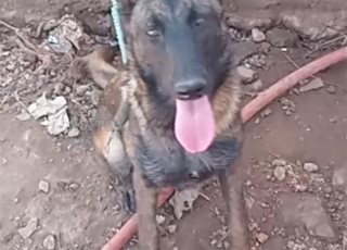 Femelle malinois charbonné 9mois