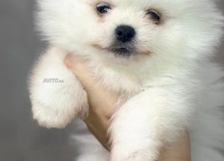 Spitz nain loulous de pomeranie