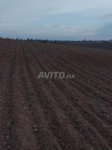 4 hectares 3 Khaddama Mohafda entre Tiflet Sidi Allal Lbahraoui
