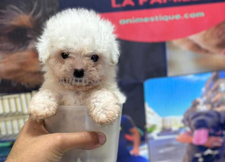 Bichon maltais toy