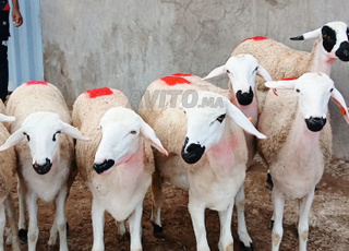 Il y a 30 moutons sardes de bonne qualité