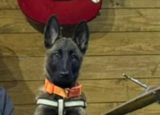 مالينو 3 أشهر مُلقَّح