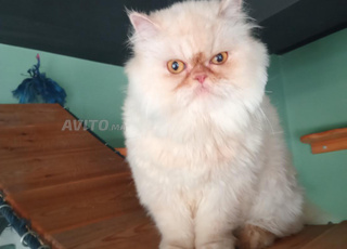 Chat persan magnifique