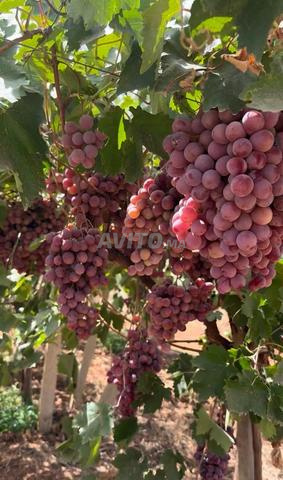 مزرعة فلاحية منتجة 6,25 هكتار