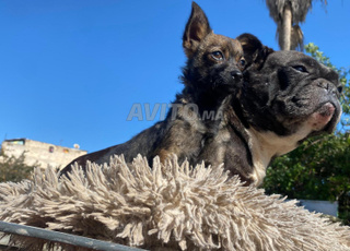 Chihuahua Femelle de 3 mois