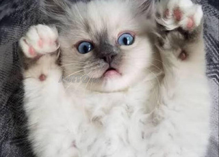 Ragdoll bébé poilong