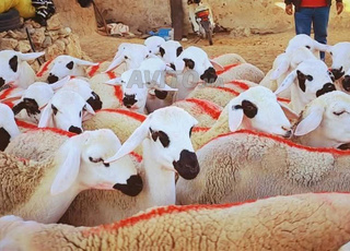 30 brebis Sardi de bonne qualité, pleines