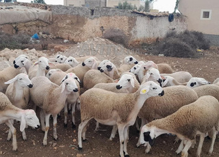 J'ai 30 Holia Sardi bonnes