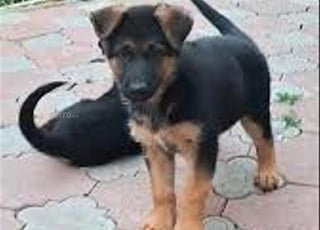 chiots berger allemand