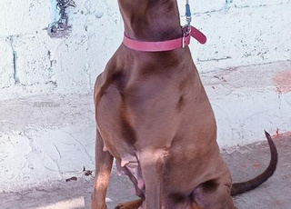 chiot doberman