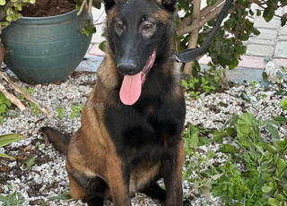 Malinois pedigree