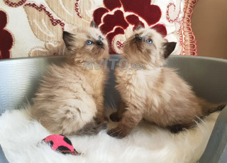 Des Siamois Himalayens سيامي هيمالايا مشعرين