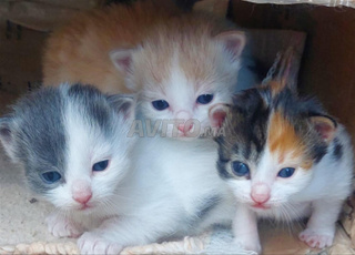 Adorable chatte à adopter .